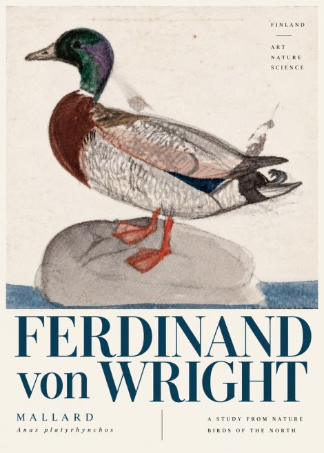 Ferdinand von Wright Mallard No6 - Plakát