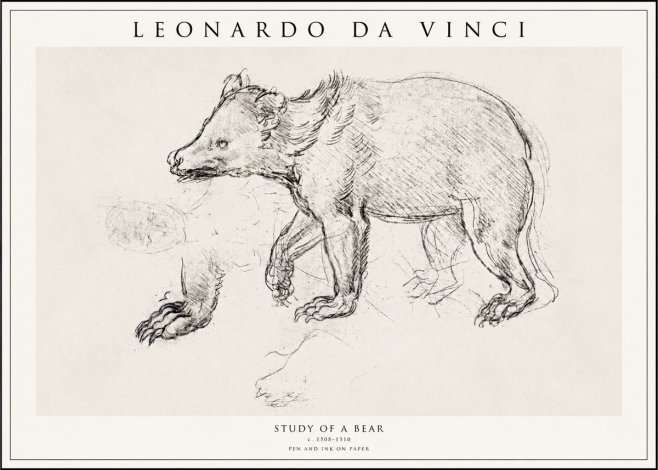 Leonardo da Vinci Study of a Bear No1 - Plakát