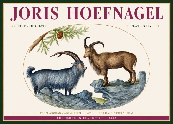 Joris Hoefnagel Two Mountain Goats from the Series Quadrupeds No4 - Plakát
