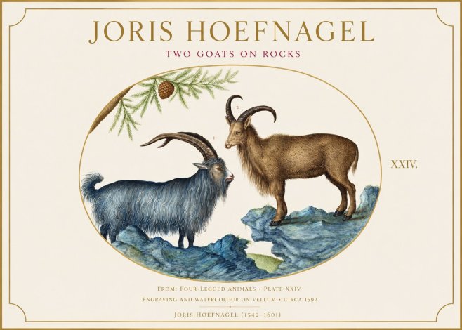 Joris Hoefnagel Two Mountain Goats from the Series Quadrupeds No6 - Plakát
