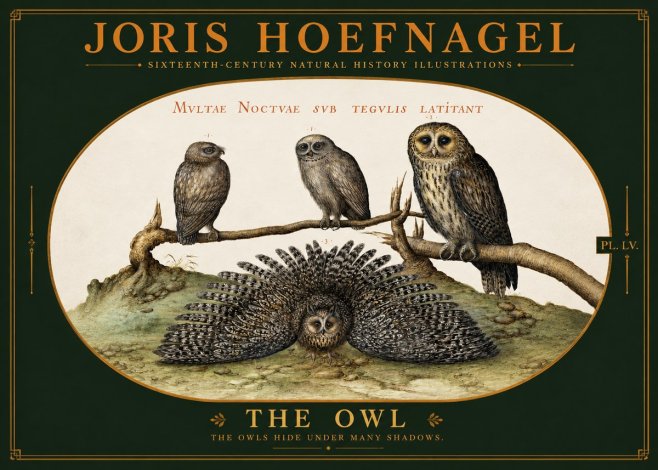 Joris Hoefnagel Noctva Volat No6 - Plakát