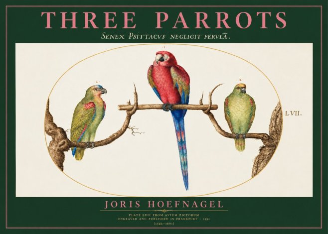 Joris Hoefnagel Three Parrots No2 - Plakát