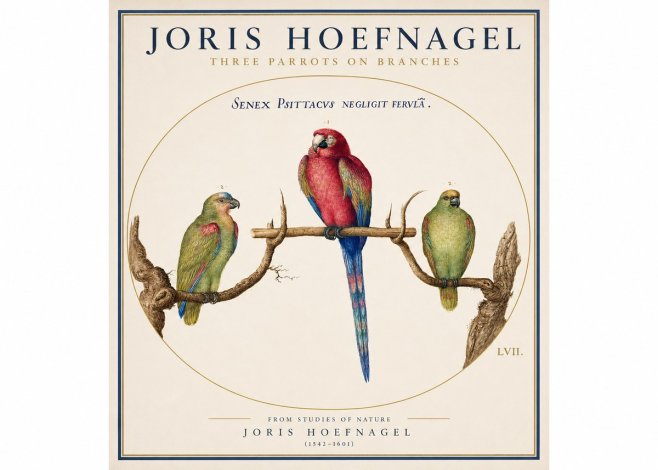 Joris Hoefnagel Three Parrots No3 - Plakát