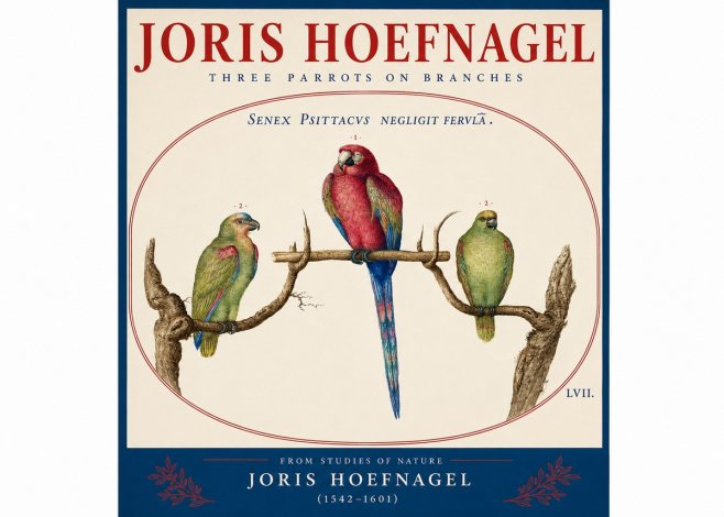 Joris Hoefnagel Three Parrots No4 - Plakát