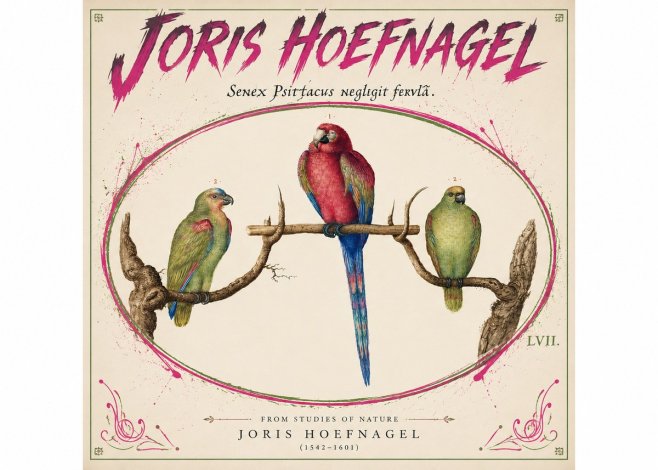 Joris Hoefnagel Three Parrots No5 - Plakát