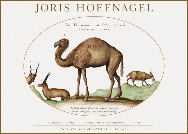 Joris Hoefnagel The Dromedary and Other Animals from Studies of Nature No1 - Plakát