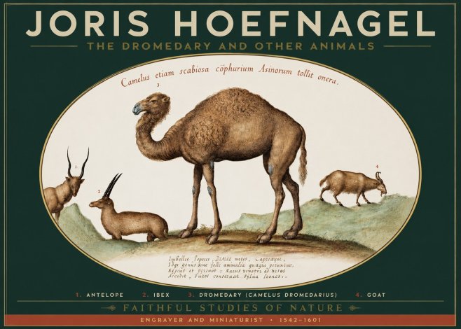 Joris Hoefnagel The Dromedary and Other Animals from Studies of Nature No2 - Plakát