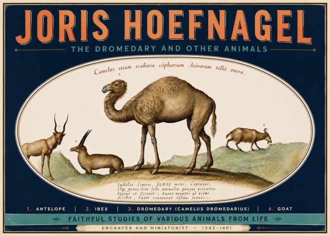 Joris Hoefnagel The Dromedary and Other Animals from Studies of Nature No6 - Plakát