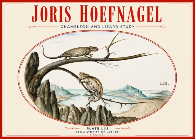 Joris Hoefnagel Chameleon and Lizard No4 - Plakát