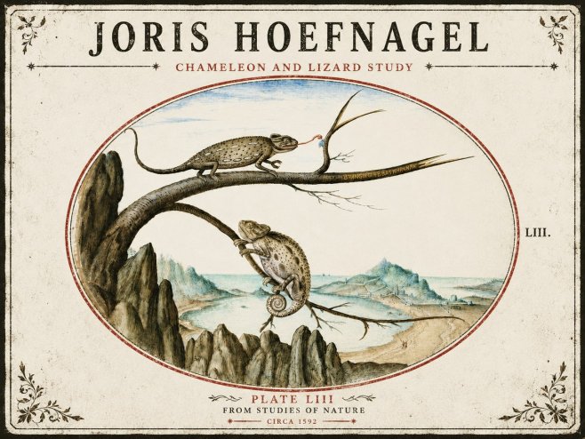 Joris Hoefnagel Chameleon and Lizard No5 - Plakát