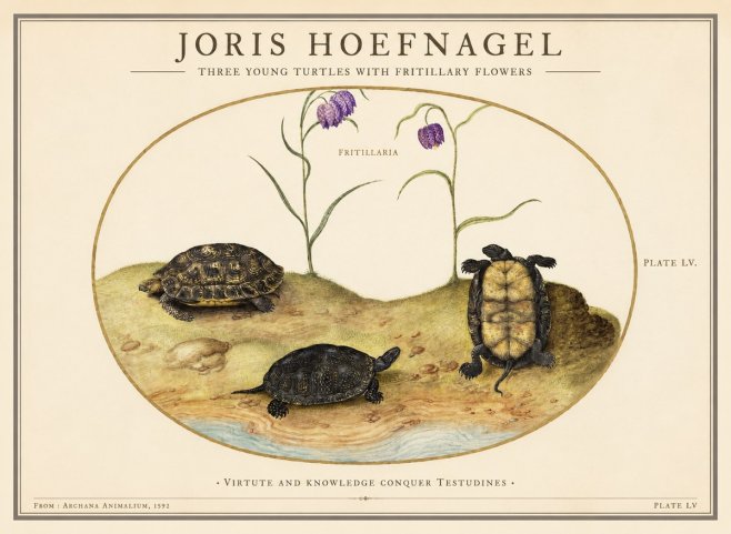 Joris Hoefnagel Three Young Turtles with Fritillary Flowers No1 - Plakát