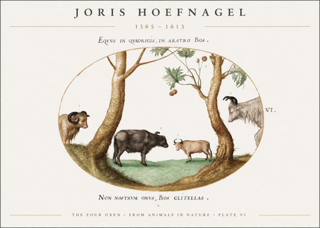 Joris Hoefnagel The Four Oxen No1 - Plakát