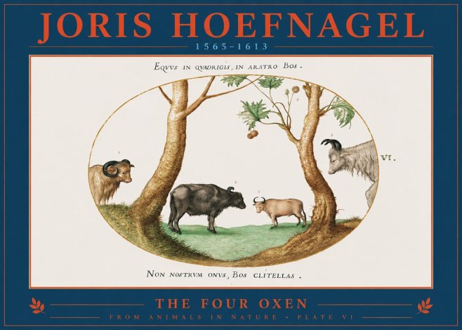 Joris Hoefnagel The Four Oxen No2 - Plakát