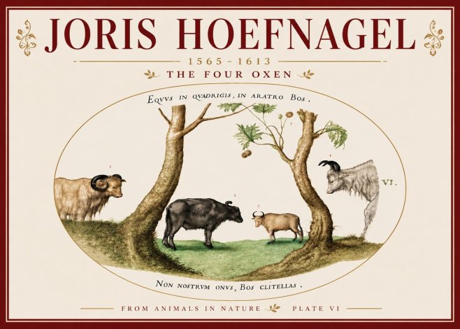 Joris Hoefnagel The Four Oxen No6 - Plakát