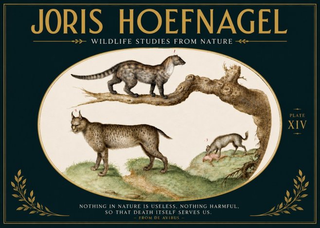 Joris Hoefnagel Wildlife Studies from Nature - Plate Xiv No5 - Plakát