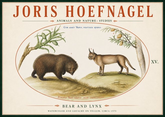 Joris Hoefnagel Bear and Lynx No6 - Plakát