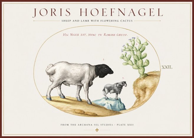 Joris Hoefnagel Sheep and Lamb with Flowering Cactus No1 - Plakát