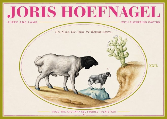 Joris Hoefnagel Sheep and Lamb with Flowering Cactus No2 - Plakát