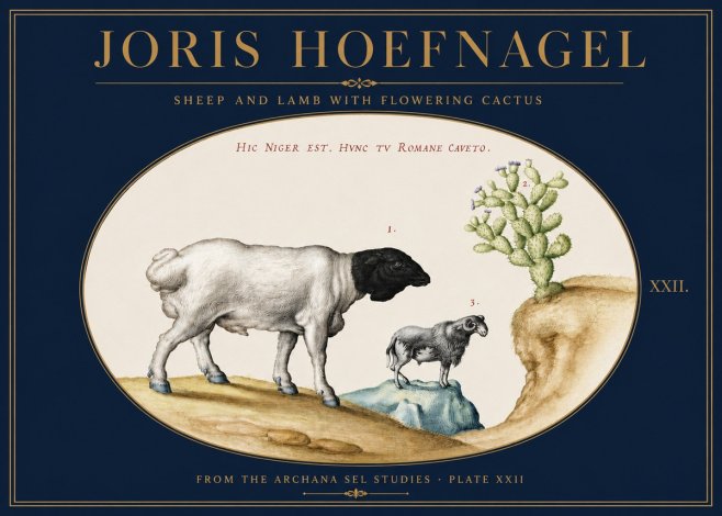 Joris Hoefnagel Sheep and Lamb with Flowering Cactus No3 - Plakát
