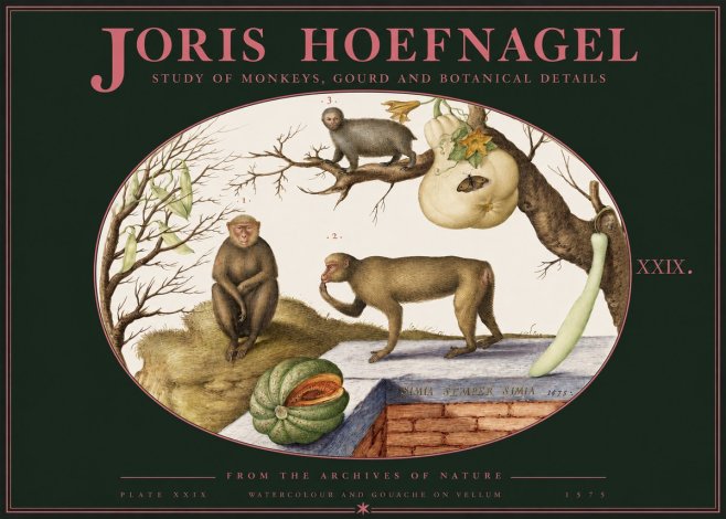 Joris Hoefnagel But Always a Monkey, Always a Monkey. Plate Xxix No3 - Plakát