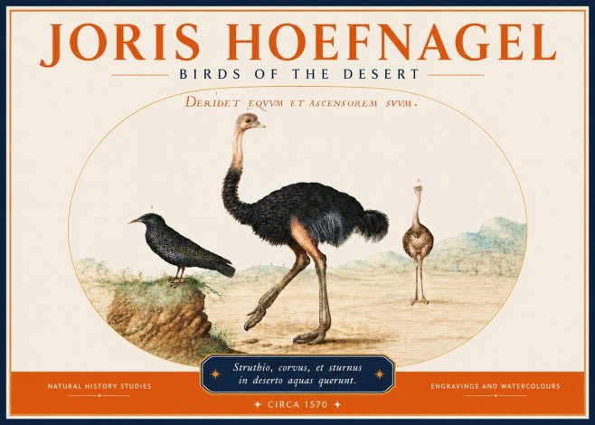 Joris Hoefnagel Birds of the Desert No3 - Plakát