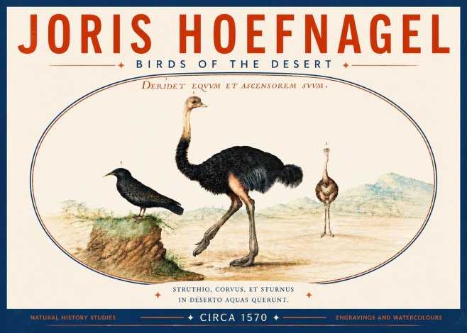 Joris Hoefnagel Birds of the Desert No6 - Plakát