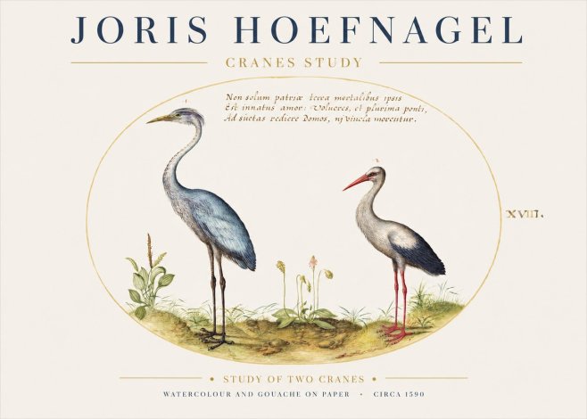 Joris Hoefnagel Study of Two Cranes No1 - Plakát