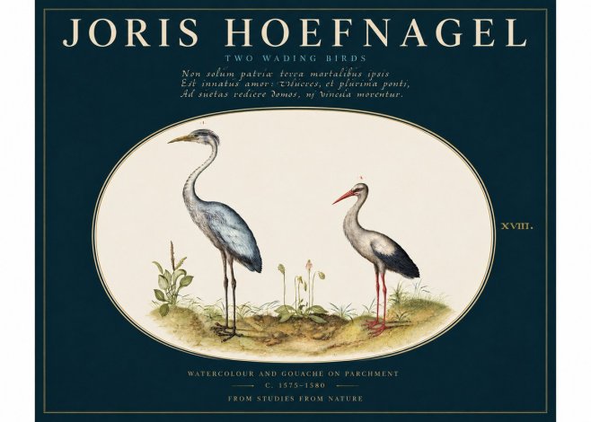 Joris Hoefnagel Study of Two Cranes No4 - Plakát
