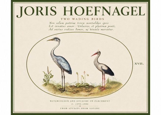 Joris Hoefnagel Study of Two Cranes No5 - Plakát