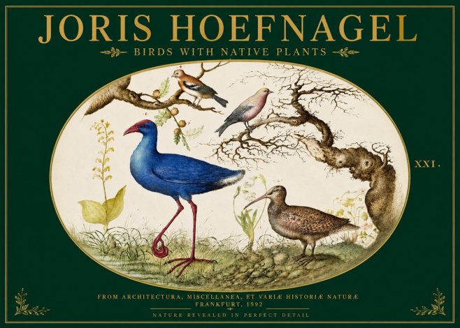 Joris Hoefnagel Birds with Native Plants No3 - Plakát