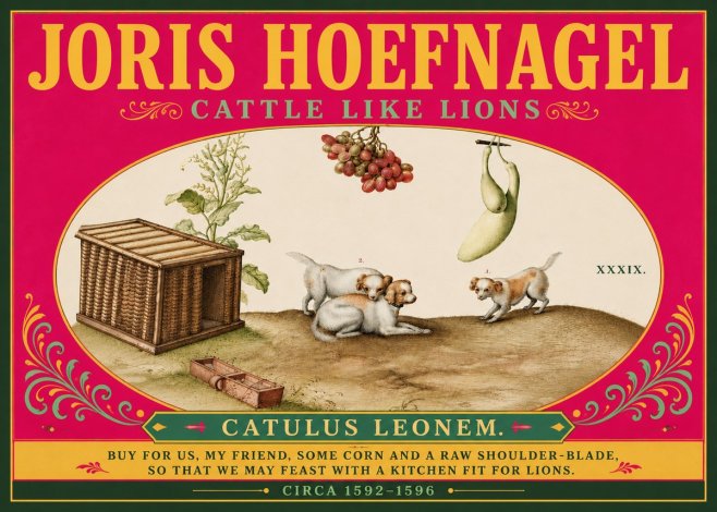 Joris Hoefnagel Cattle Like Lions No6 - Plakát