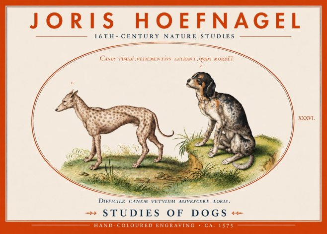 Joris Hoefnagel Studies of Dogs No4 - Plakát