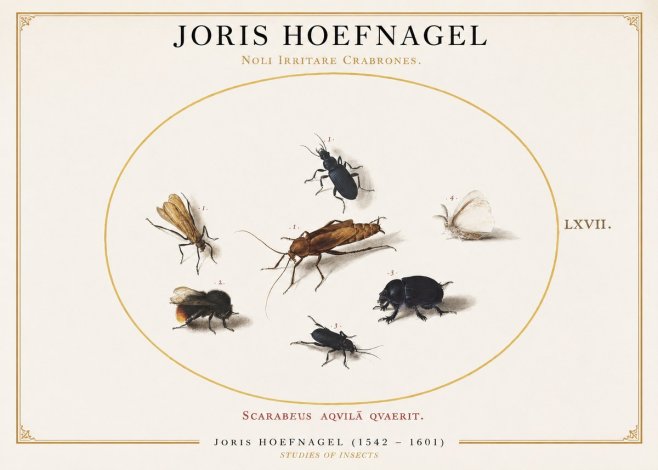 Joris Hoefnagel Scarabeus Aqvilä Qvaerit. No1 - Plakát