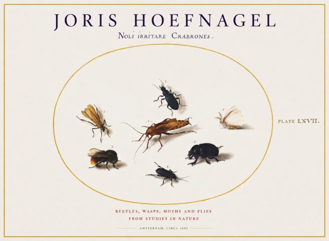 Joris Hoefnagel Scarabeus Aqvilä Qvaerit. No2 - Plakát