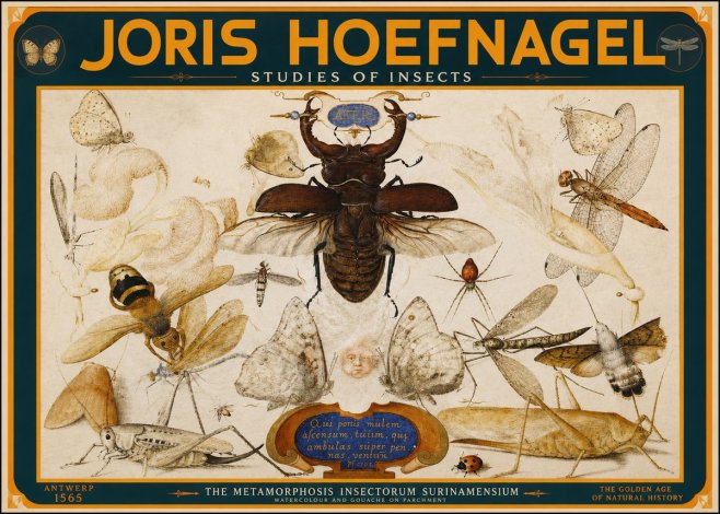 Joris Hoefnagel Studies of Insects I No2 - Plakát