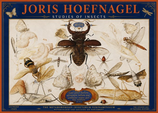 Joris Hoefnagel Studies of Insects I No4 - Plakát