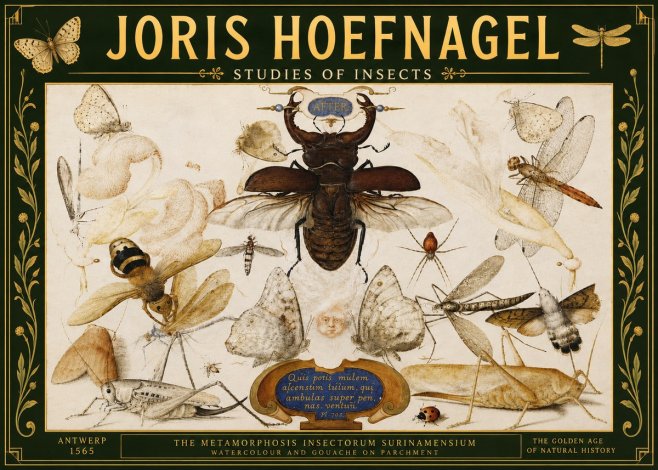 Joris Hoefnagel Studies of Insects I No5 - Plakát