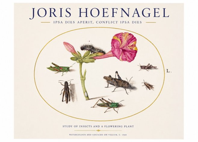 Joris Hoefnagel Study of Insects and a Flowering Plant No1 - Plakát