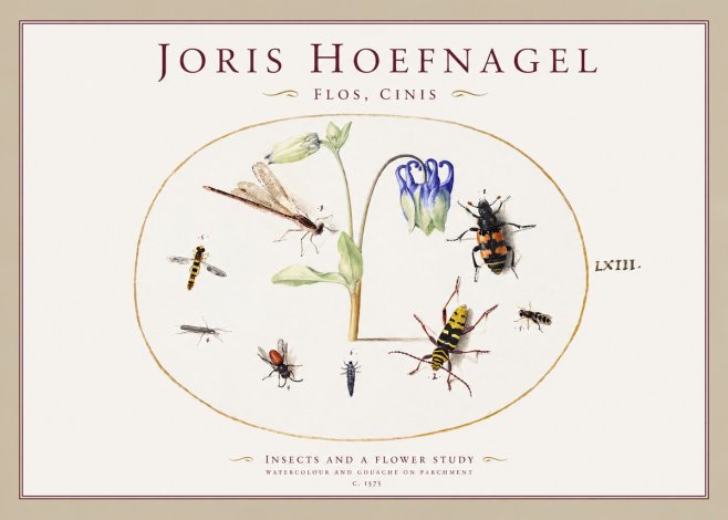 Joris Hoefnagel Insects and a Flower Study No1 - Plakát