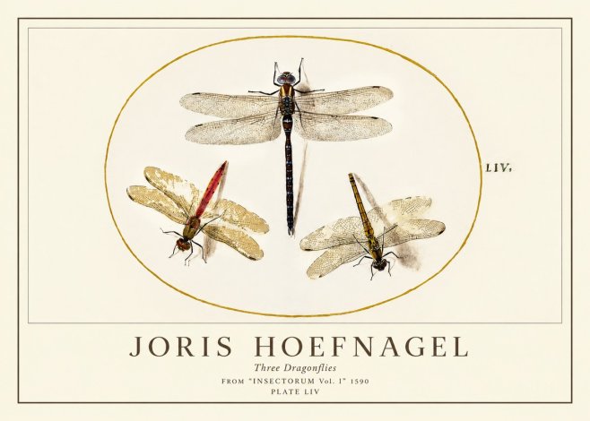 Joris Hoefnagel Three Dragonflies No1 - Plakát