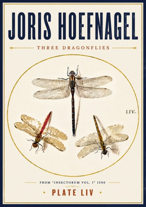 Joris Hoefnagel Three Dragonflies No6 - Plakát