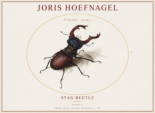 Joris Hoefnagel Stag Beetle No1 - Plakát
