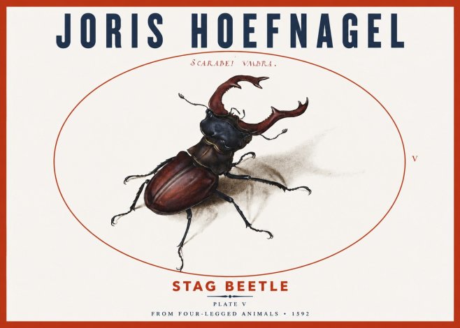 Joris Hoefnagel Stag Beetle No3 - Plakát