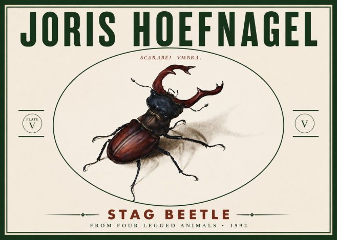 Joris Hoefnagel Stag Beetle No6 - Plakát
