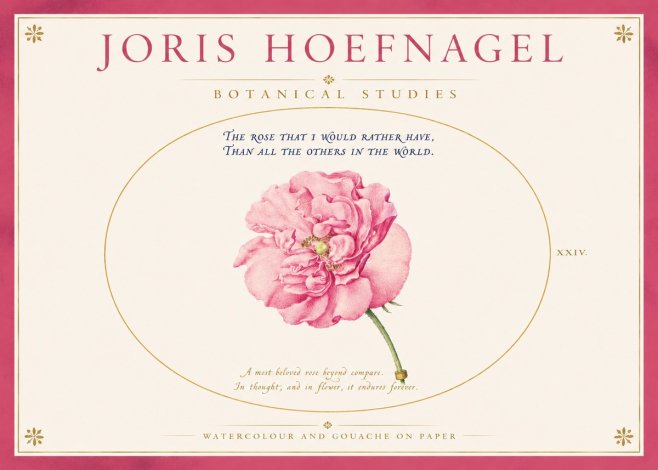 Joris Hoefnagel A Pink Damask Rose No4 - Plakát