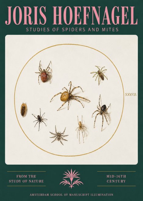 Joris Hoefnagel Study of Spiders and Mites - Plate Xxxvii. No3 - Plakát
