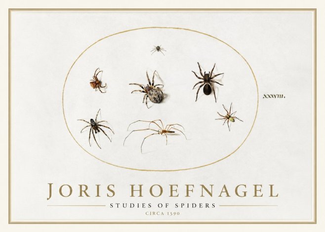 Joris Hoefnagel Studies of Spiders I No1 - Plakát