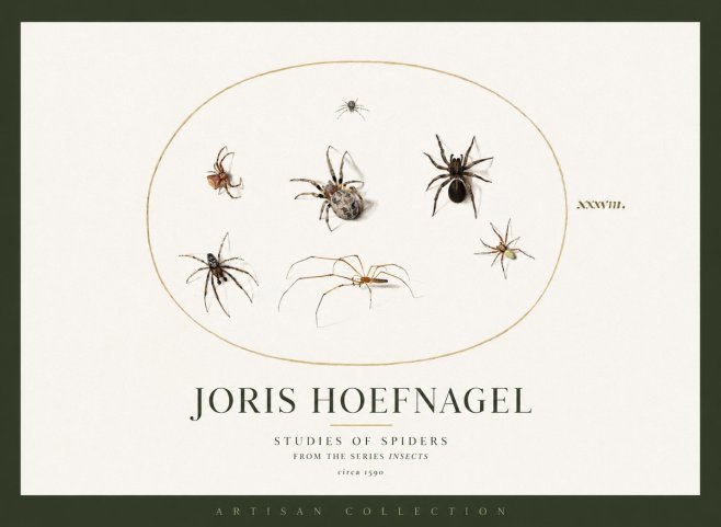 Joris Hoefnagel Studies of Spiders I No2 - Plakát