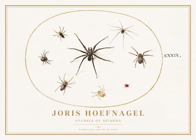 Joris Hoefnagel Studies of Spiders II No1 - Plakát