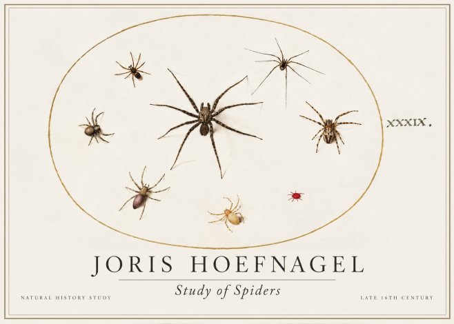 Joris Hoefnagel Studies of Spiders II No2 - Plakát